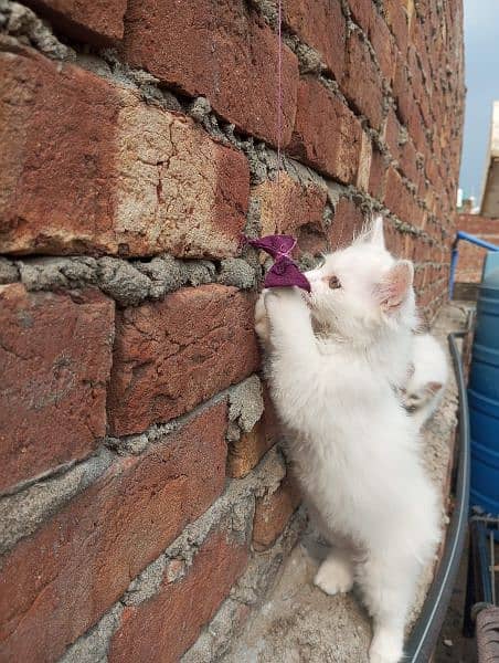 white Persian cAts 2