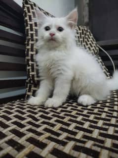 Persian kitten's Age 2 month's Healthy& Active