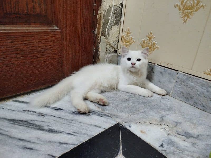 Persian cat  03165098375 0