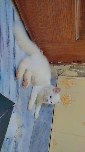 Persian cat  03165098375 2
