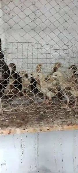 Sindhi Lakha Aseel ka chicks for sale 0