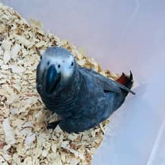 African grey parrot 03418561122