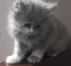 Persian Cat | Semi Punch Face | Triple Coat Cat | Kittens