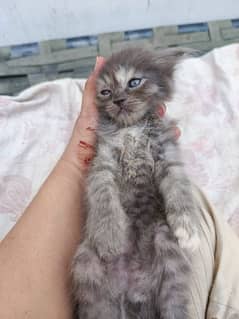 Persian cat Litter trained Playfull healthy kitten