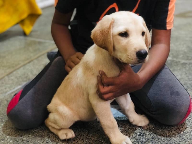 Labrador 2 female puppies available 0