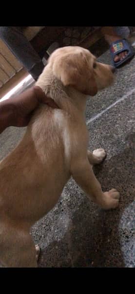Labrador 2 female puppies available 1