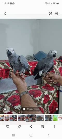 African grey Salf DNA k sath male female Available price 1 pic
