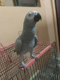 grey parrot 0