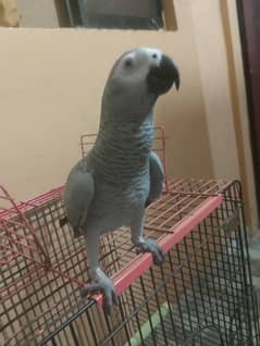 grey parrot