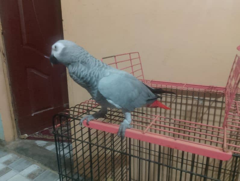 grey parrot 1