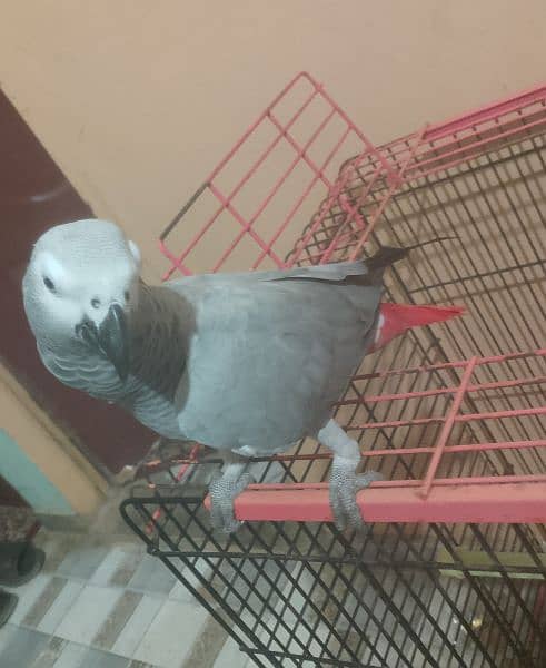 grey parrot 2
