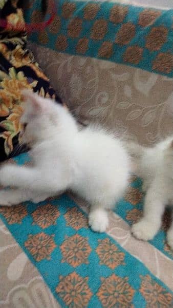 Persian Kitten 4