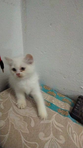 Persian Kitten 5