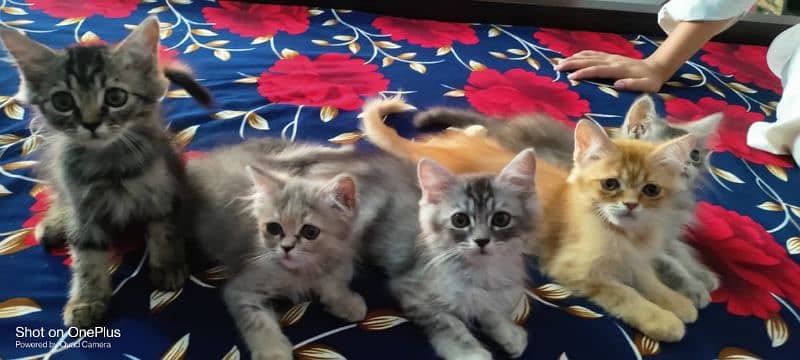 Persian cat kittens forsale 2