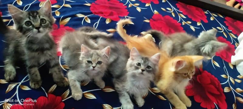 Persian cat kittens forsale 4