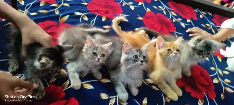 Persian cat kittens forsale 6