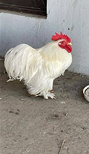 bantam breader pair egg laying 2