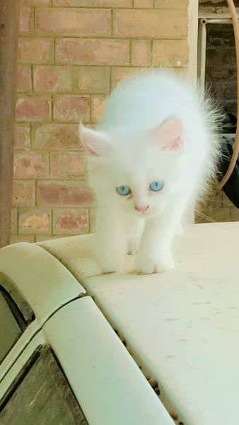 persian male kitten for sale 1