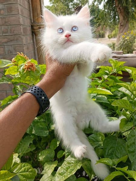 persian male kitten for sale 2