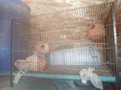 Parrot cage for Sale