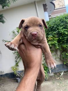 Showclass Pitbul Puppies Avb For Quality Seekers