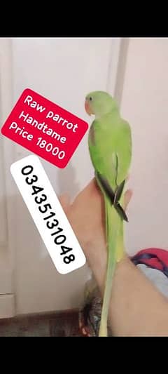 Raw parrot kashmiri handtame jumbo size