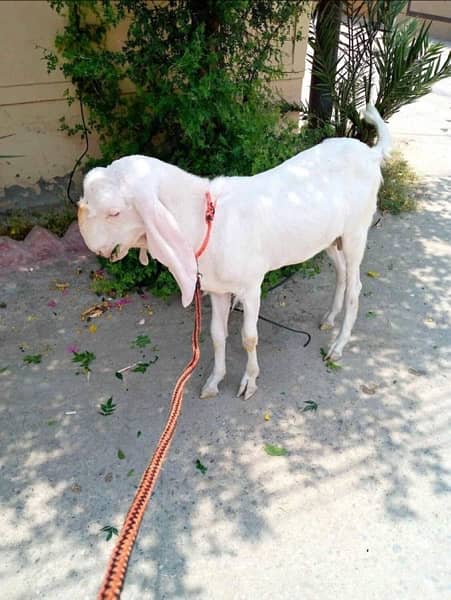 pure rajanpuri bakra strong body good bloodline - Goats - 1089980111