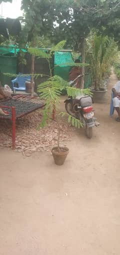 gulmohar tree for sale 0