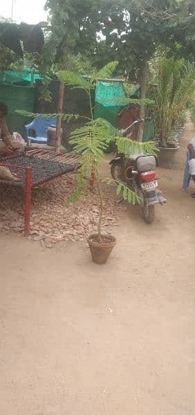 gulmohar tree for sale 1