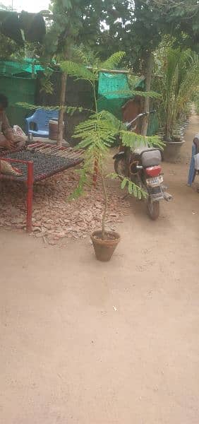 gulmohar tree for sale 2