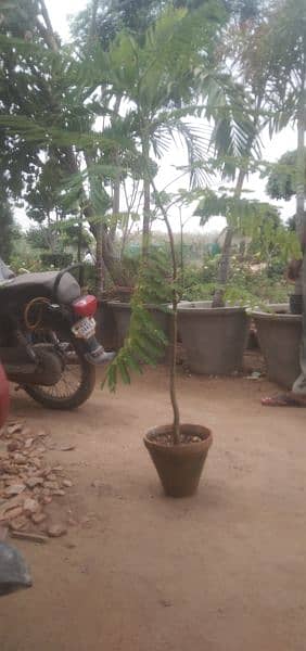 gulmohar tree for sale 3