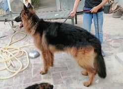 conformed breeder pair of GSD.