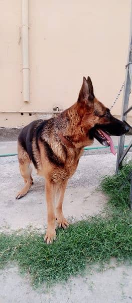 German shepherd female pink pedigree micro chip confirm bredar 0