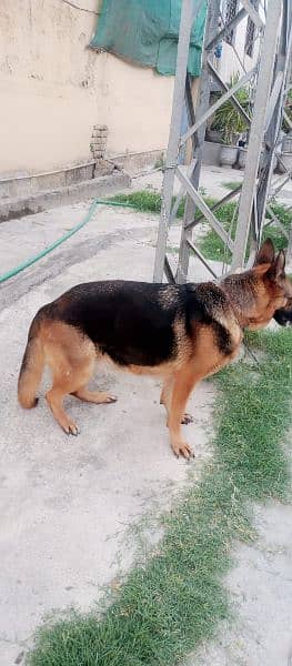 German shepherd female pink pedigree micro chip confirm bredar 1