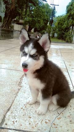 husky puppy for sale 2months age healthy active