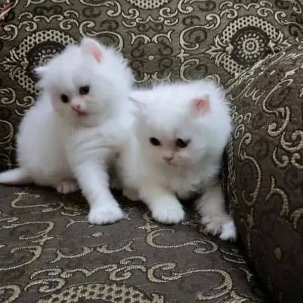 Percian Female Kitten for Sale 0