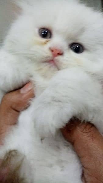 Percian Female Kitten for Sale 1