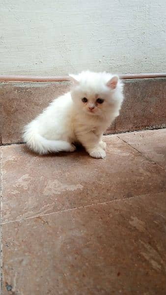 Percian Female Kitten for Sale 2