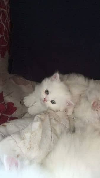 Percian Female Kitten for Sale 3
