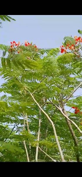 gulmohar seeds for sale 1