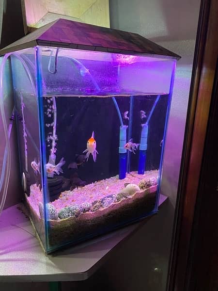 I want to sell my fishes with tank very cooperative cool fishes 2