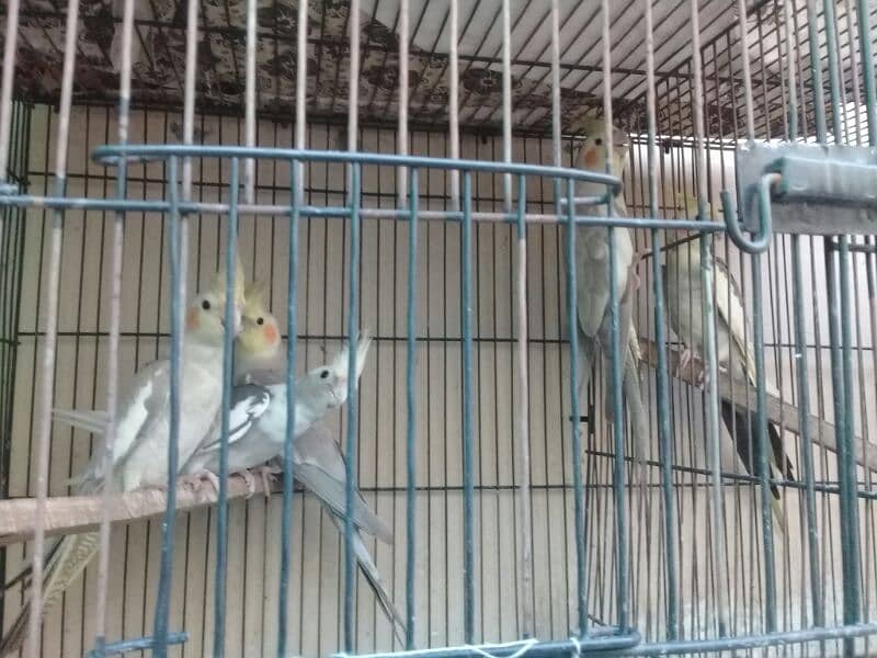 5 piece of cockatiel and cages 0