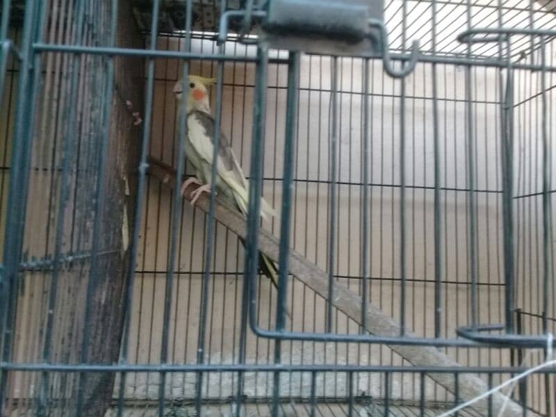 5 piece of cockatiel and cages 1