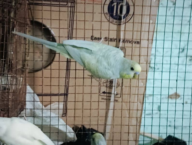 BUDGIES PARROT 1