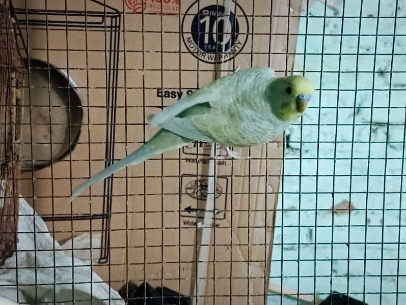 BUDGIES PARROT 5