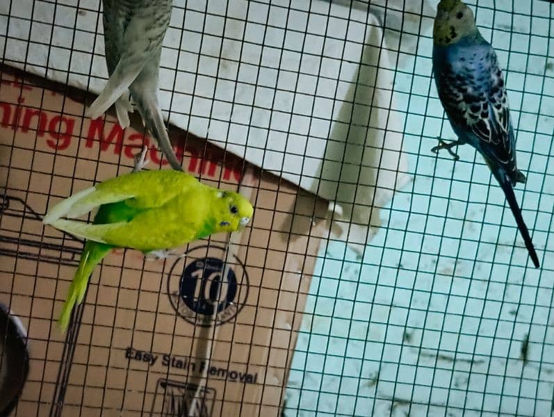 BUDGIES PARROT 7