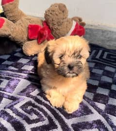 Shih tzu Poodle Puppies Male and Female