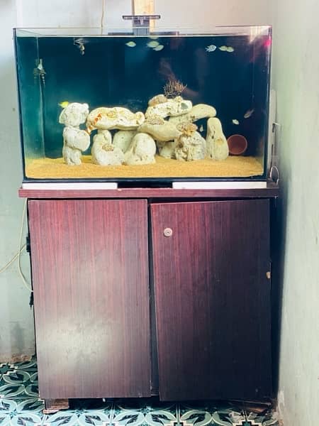 saltwater aquarium 0