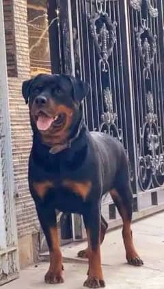 Rottweiler dog female