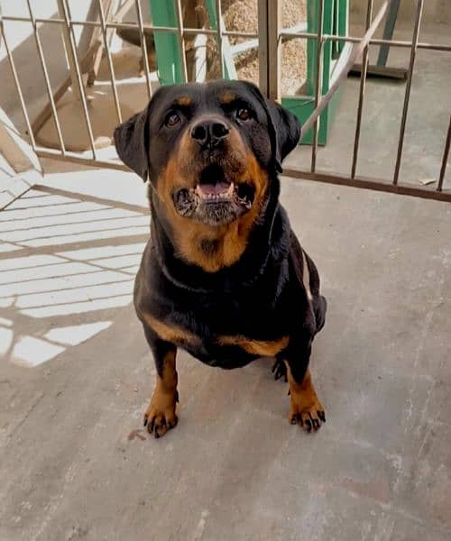 Rottweiler dog female 2